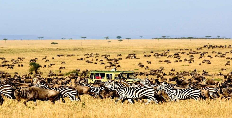 Wildlife crossing the vast Serengeti plains during the Great Migration